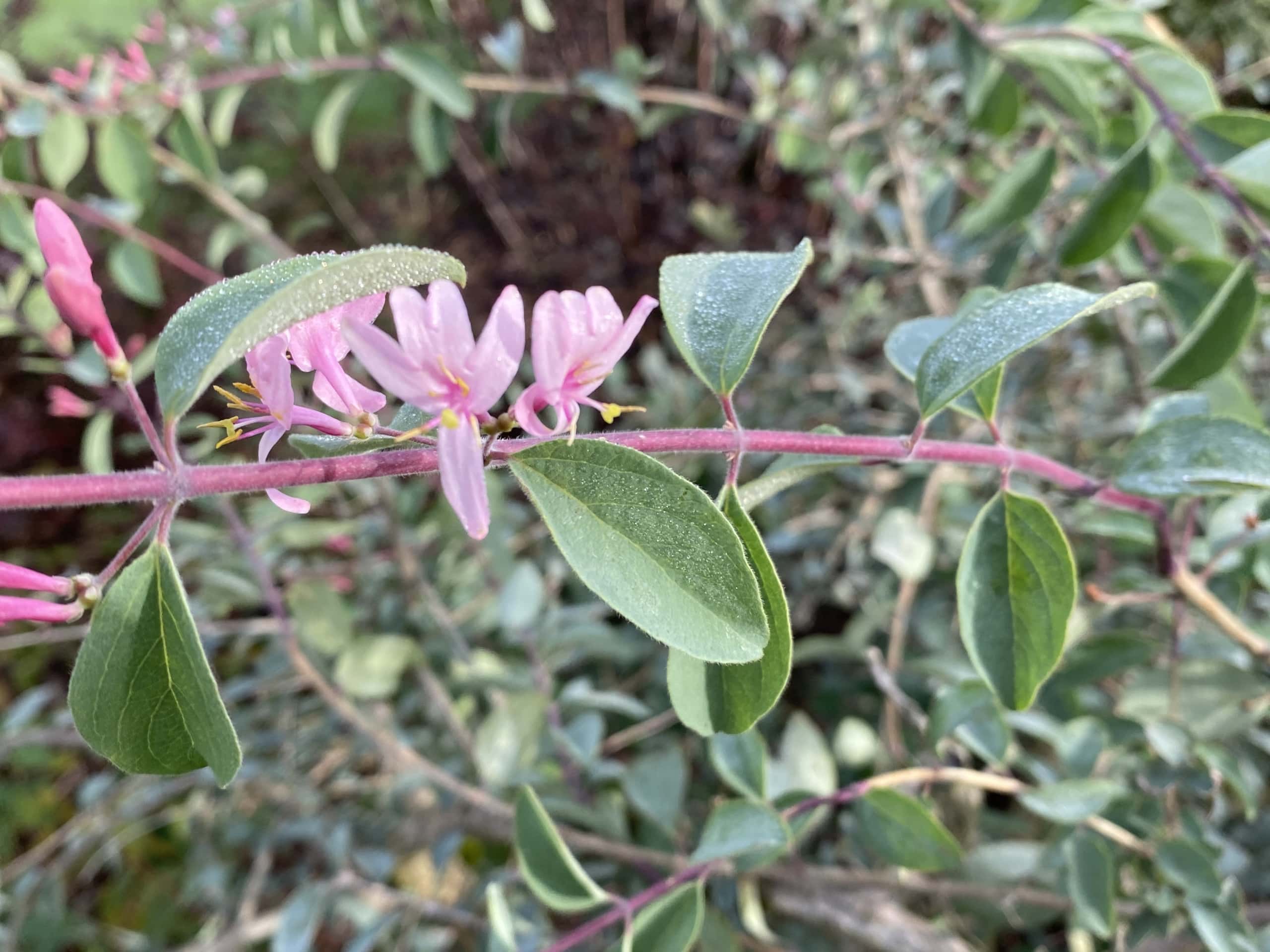 Autumn Honeysuckle Autumn Honeysuckle