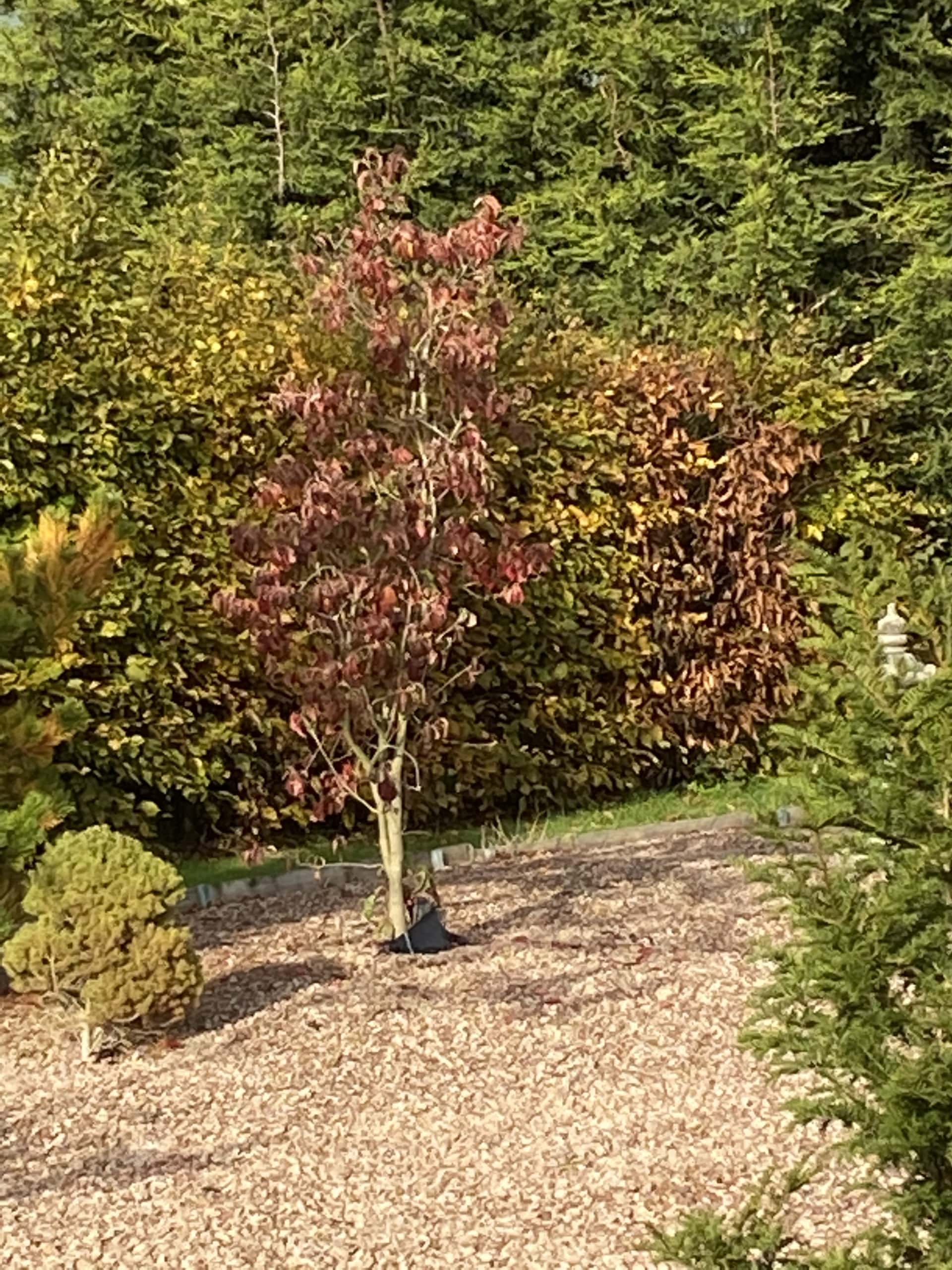 Autumn2 Autumn2