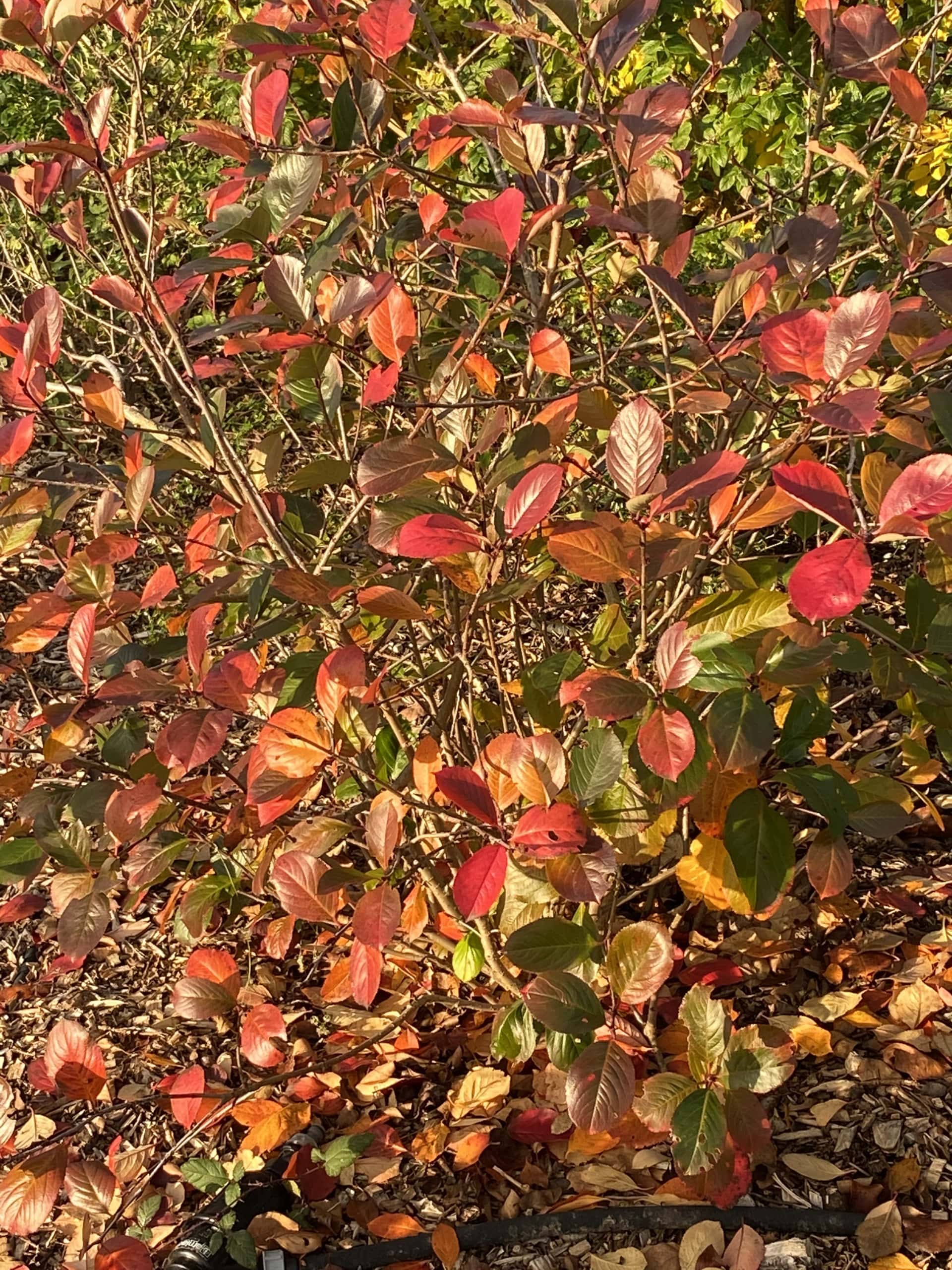 Autumn3 Autumn3