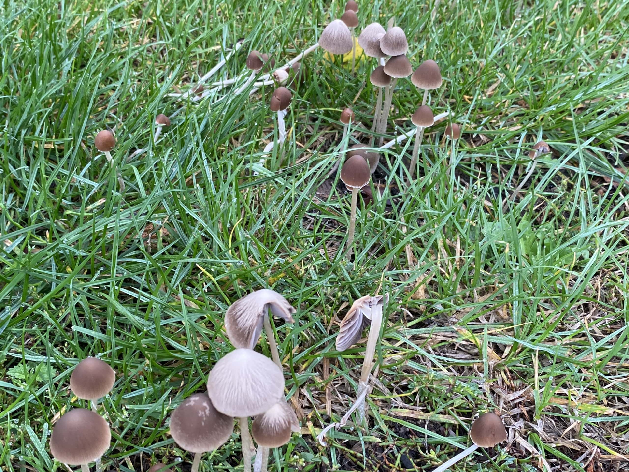 Autumnfungi Autumnfungi