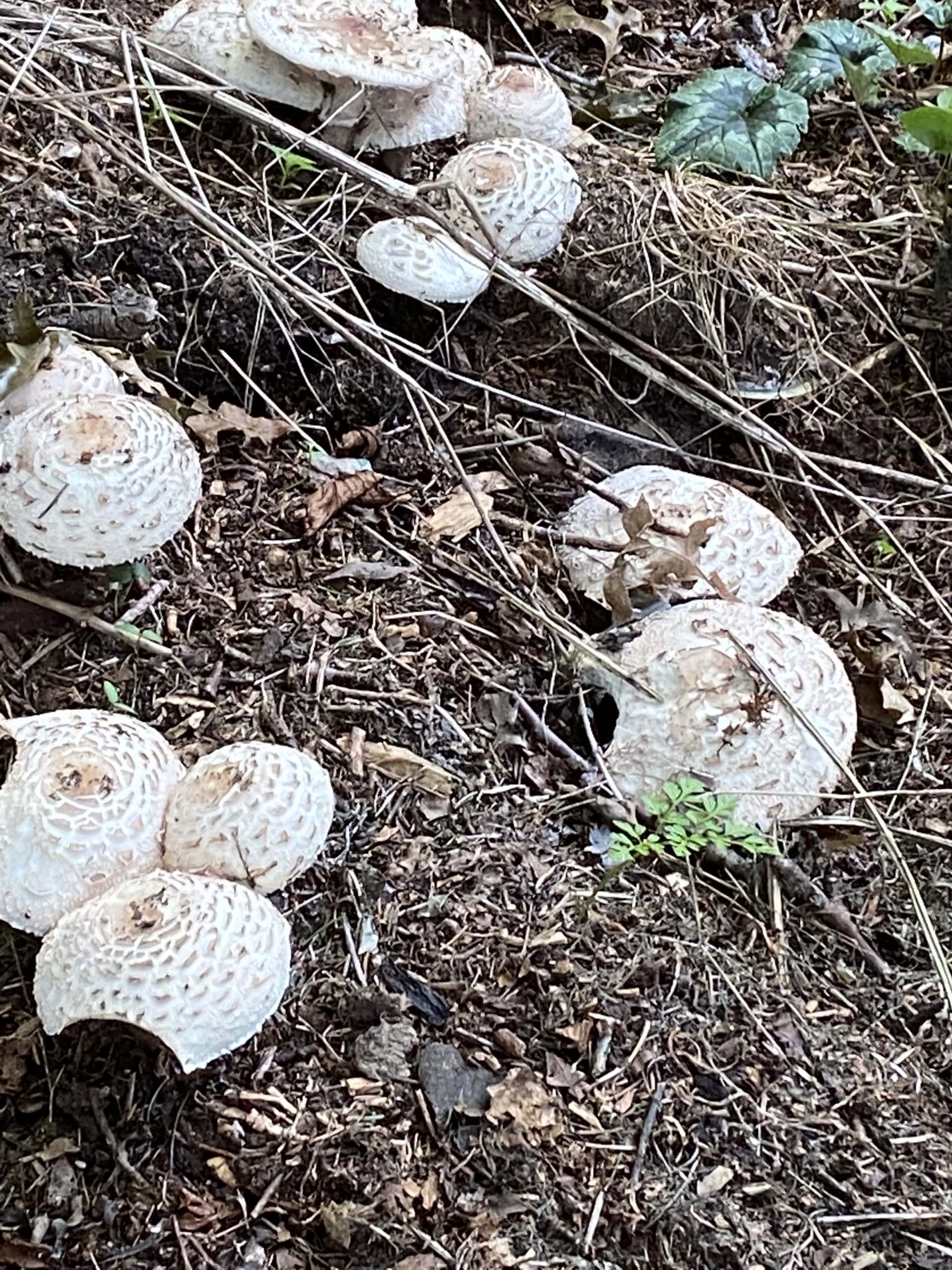 Autumnfungi3 Autumnfungi3