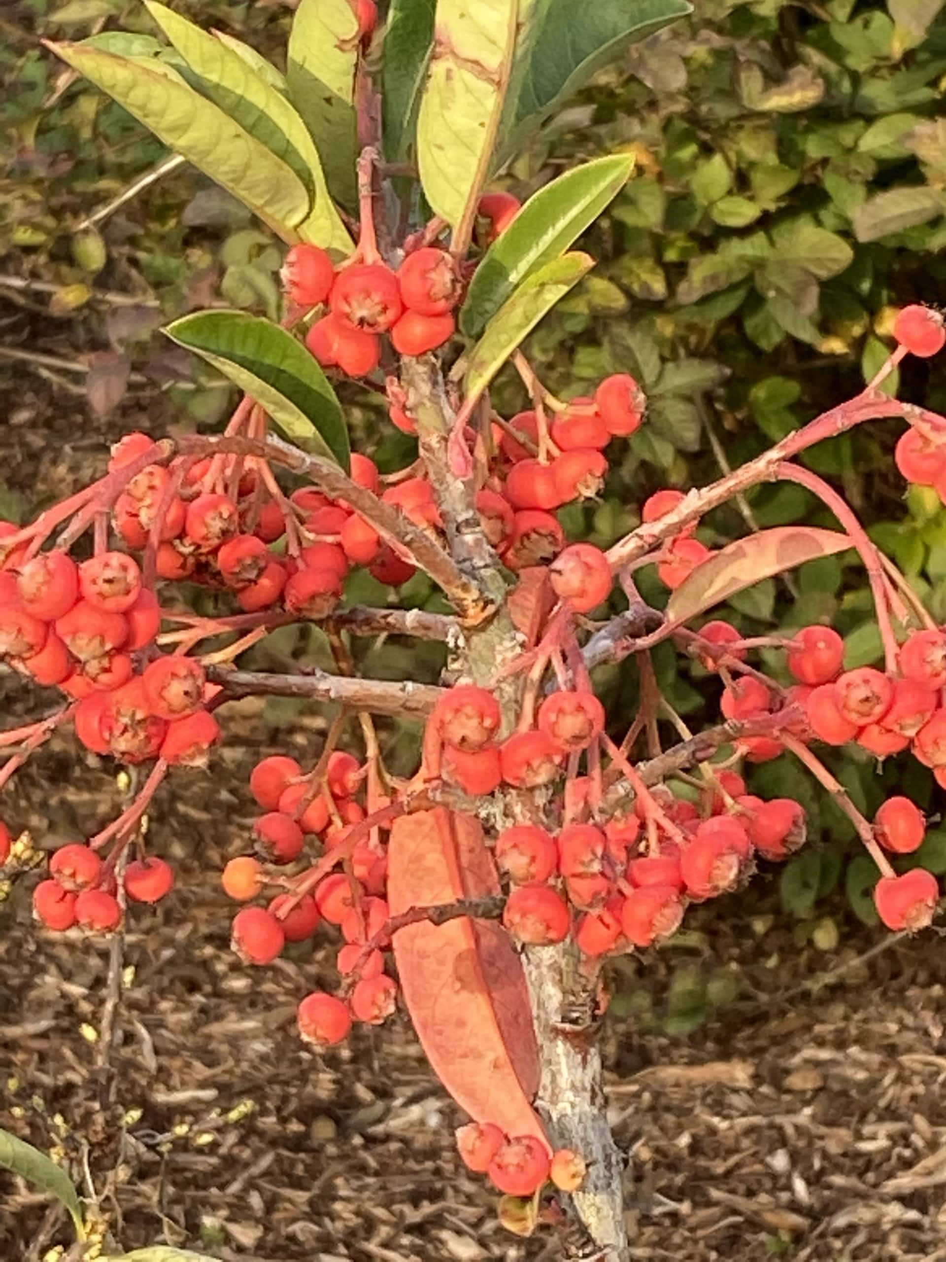 Berry2 Berry2