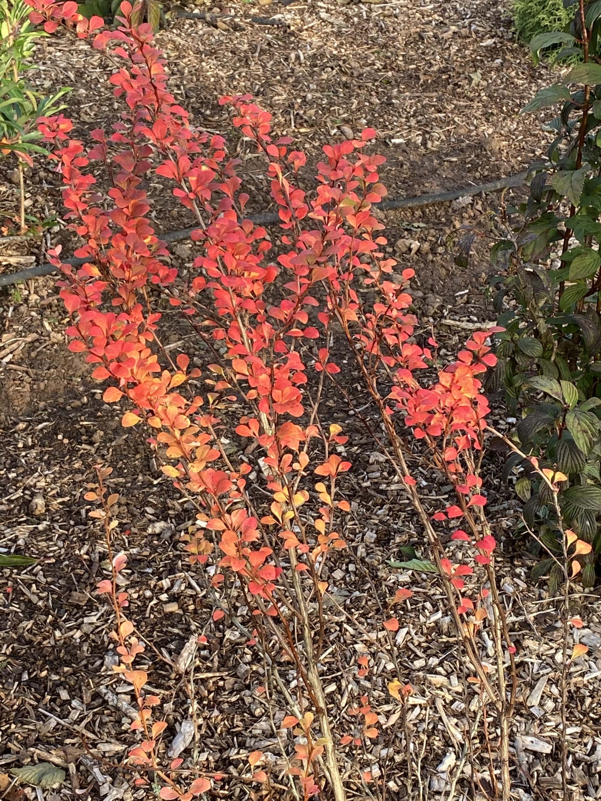 Colour Colour