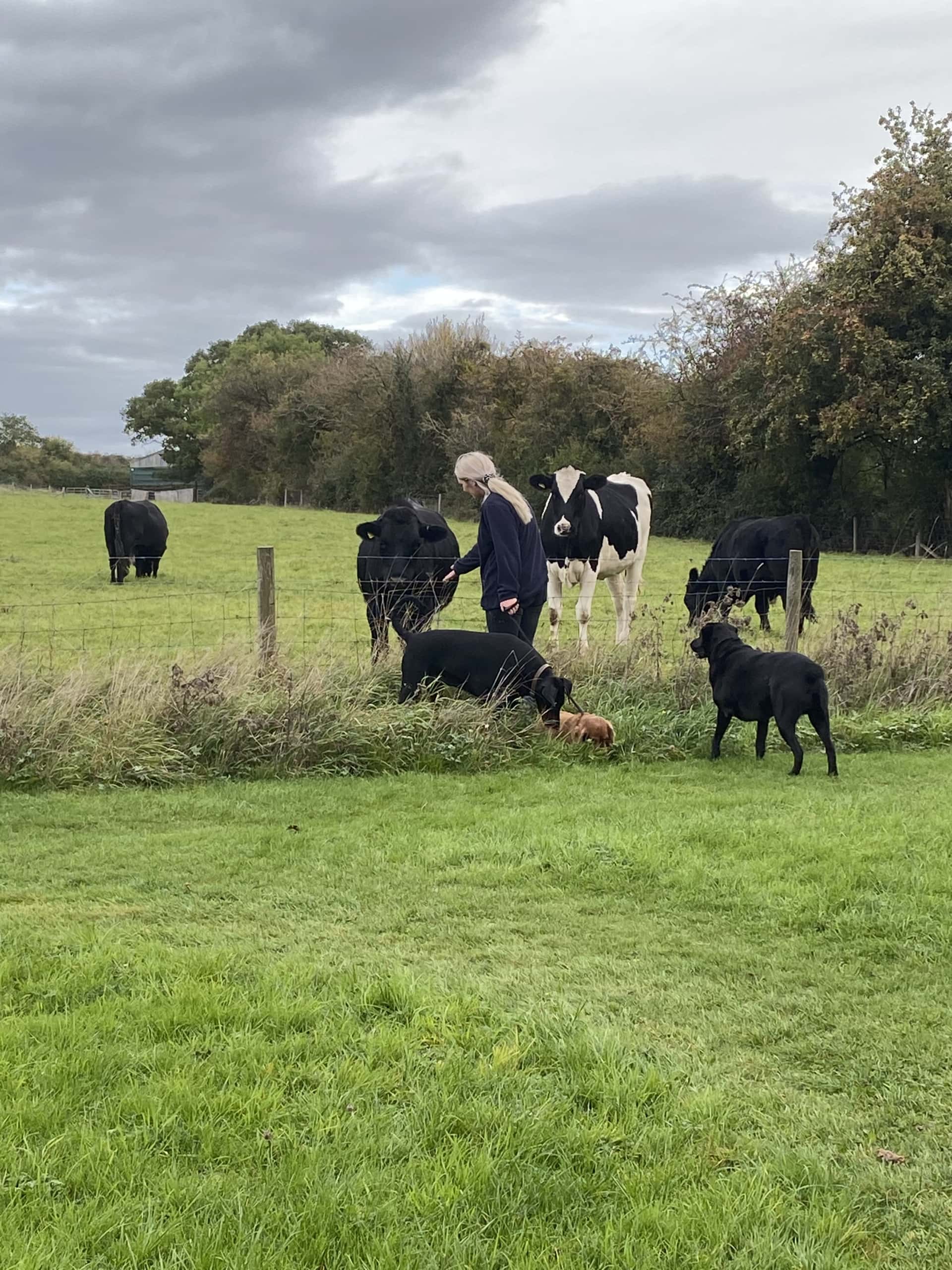 Cows Cows
