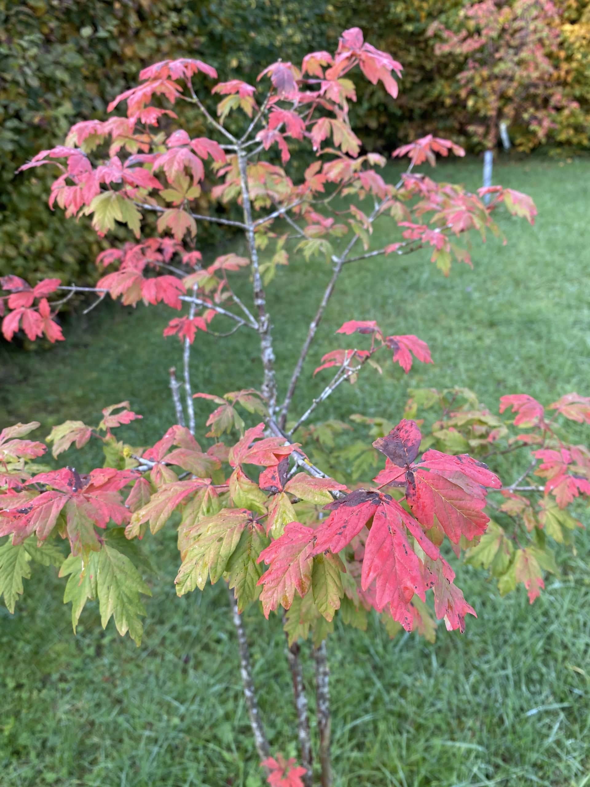 Leaf Leaf