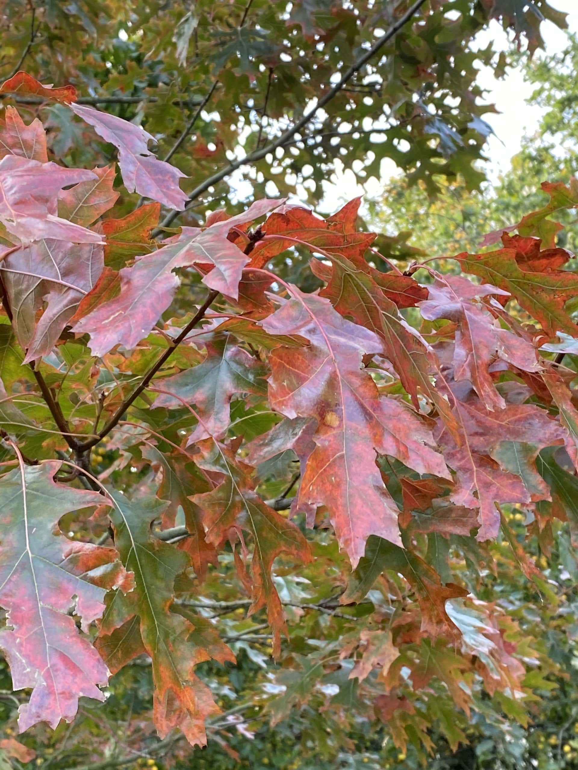Leafy Leafy