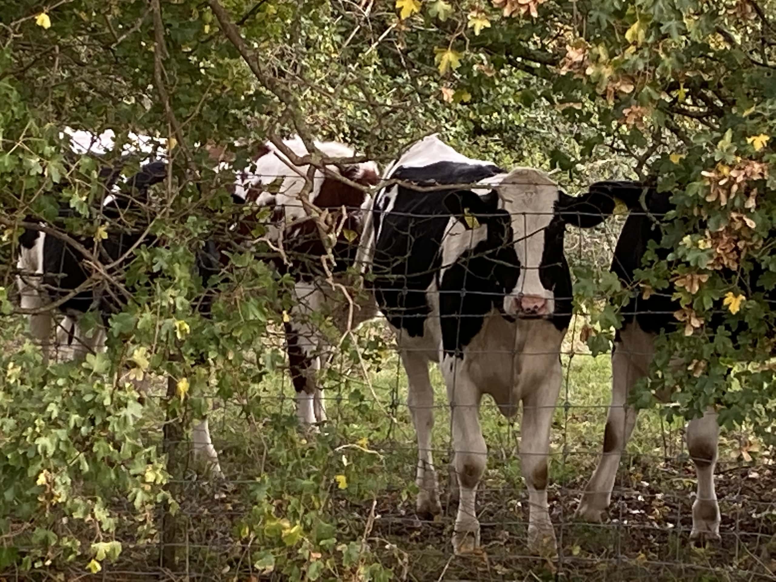 Moos Moos
