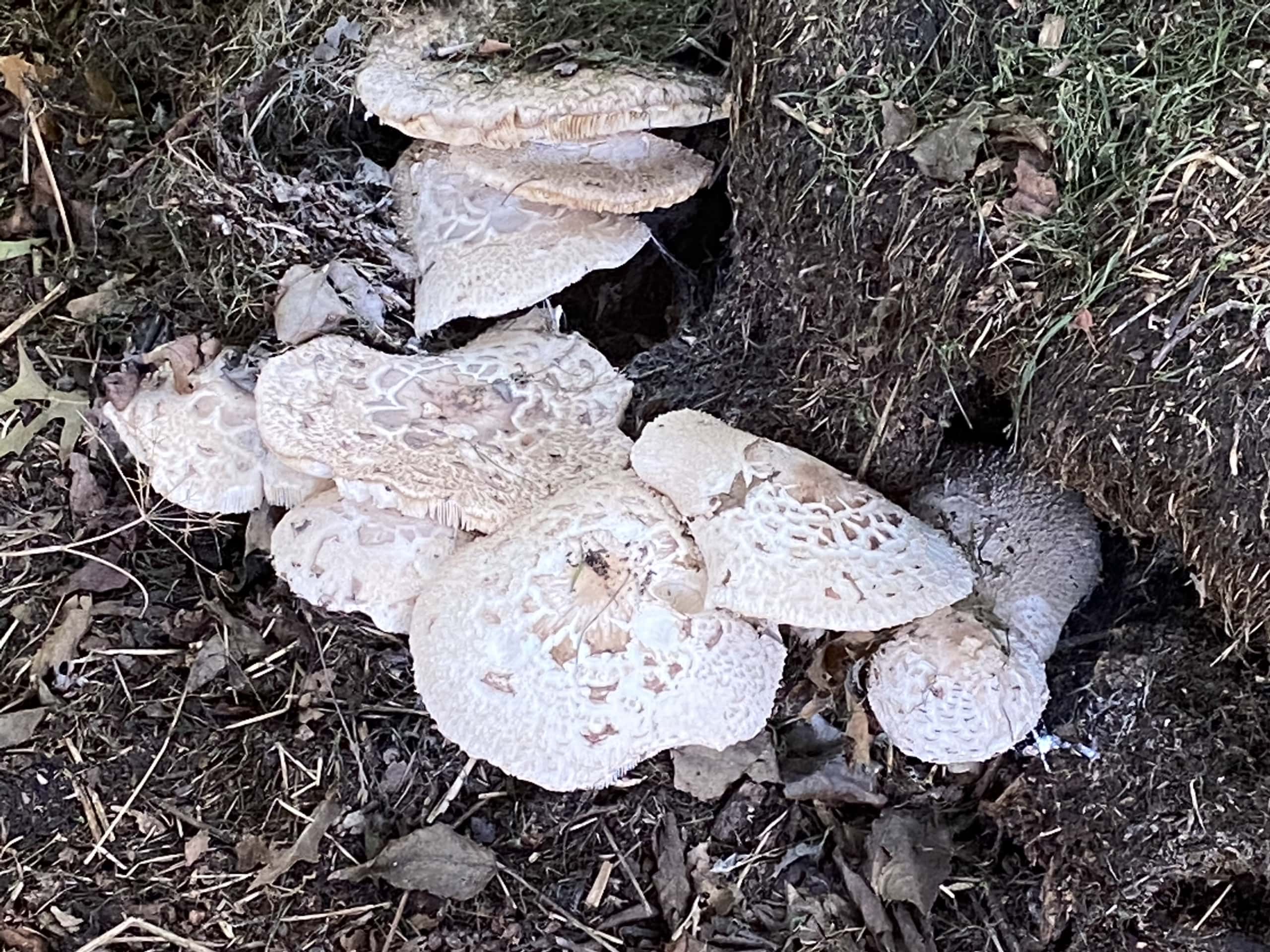 Sutumnfungi2 Sutumnfungi2