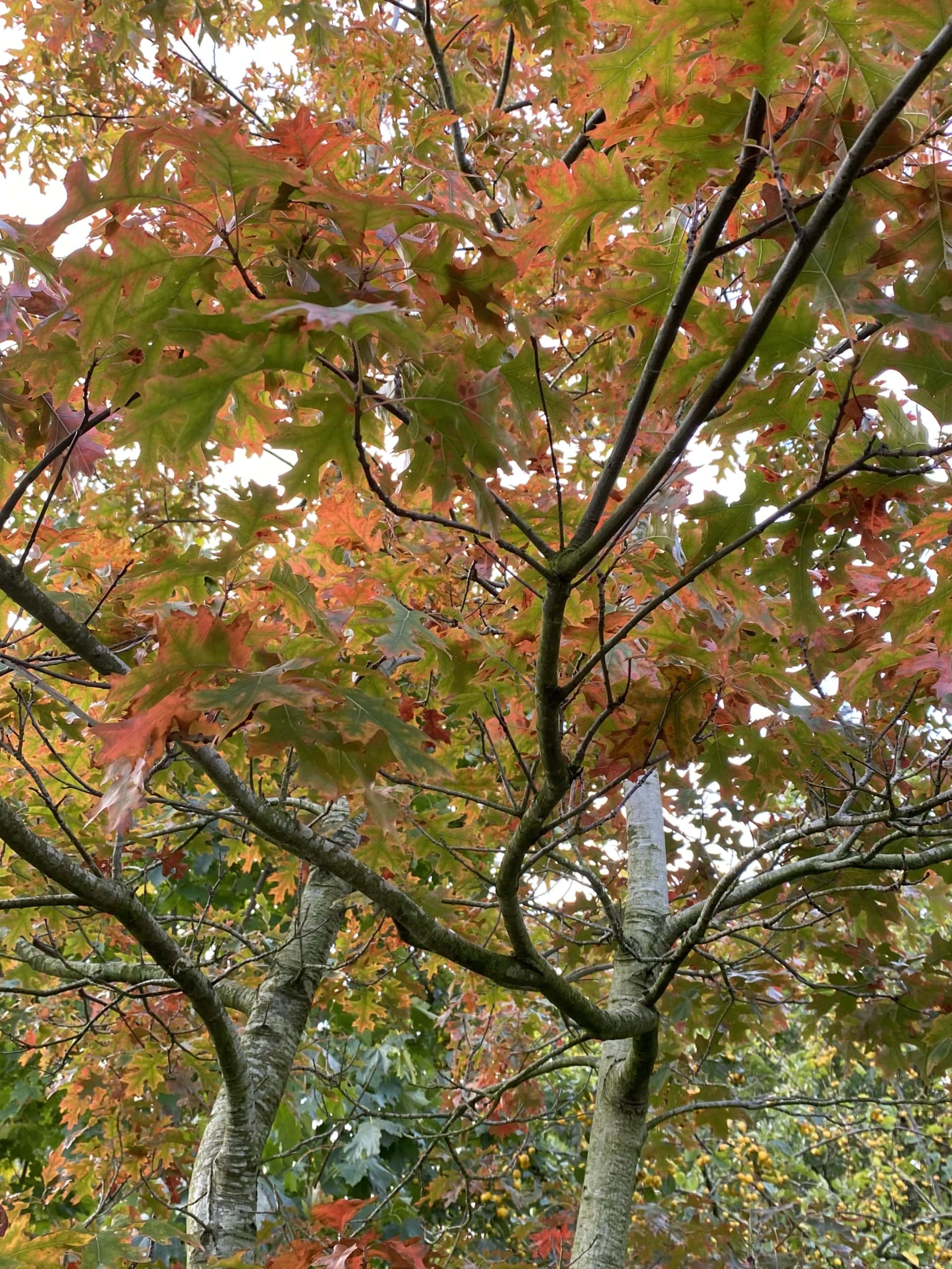 Treee Treee