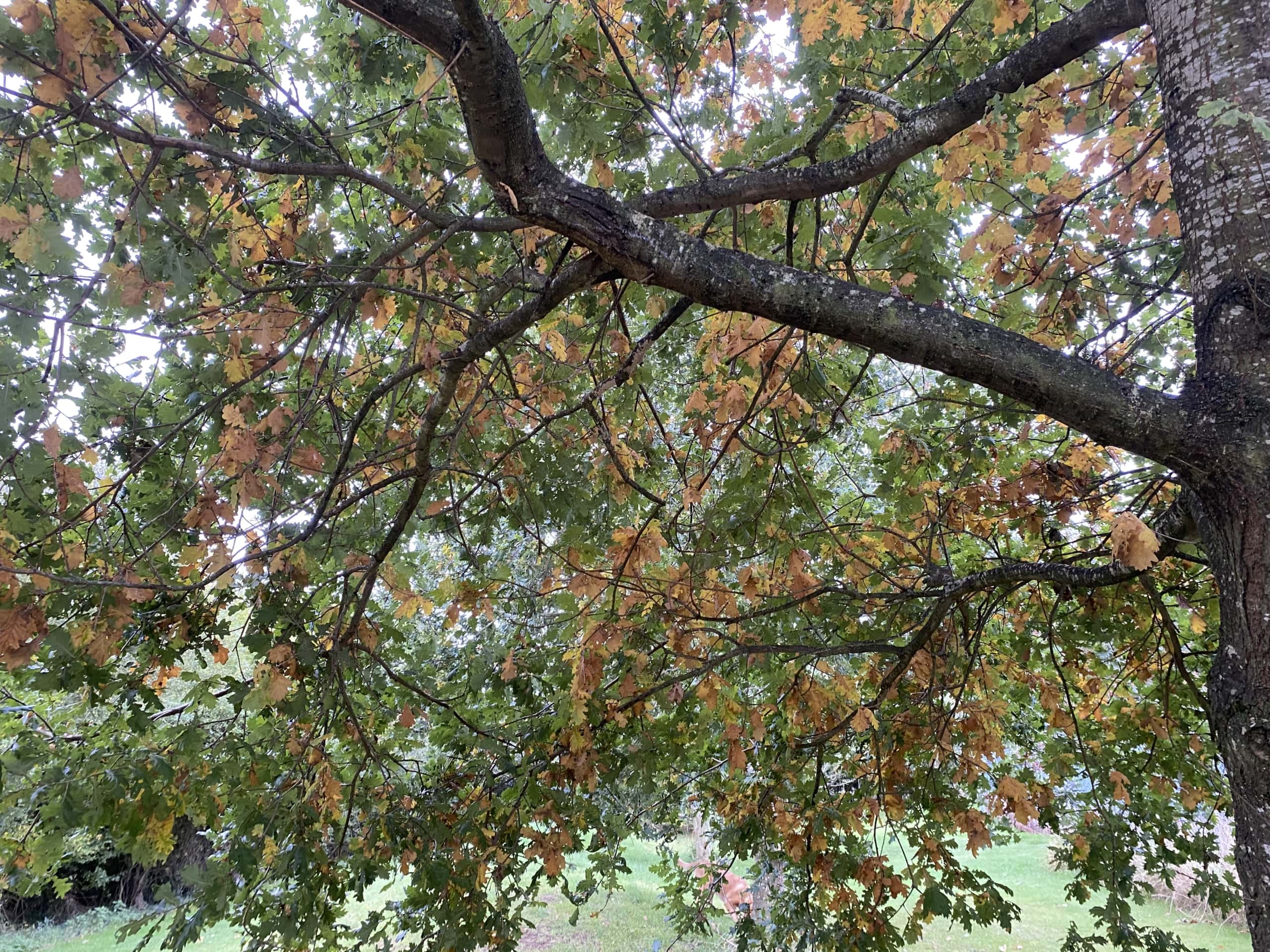 Treeee Treeee