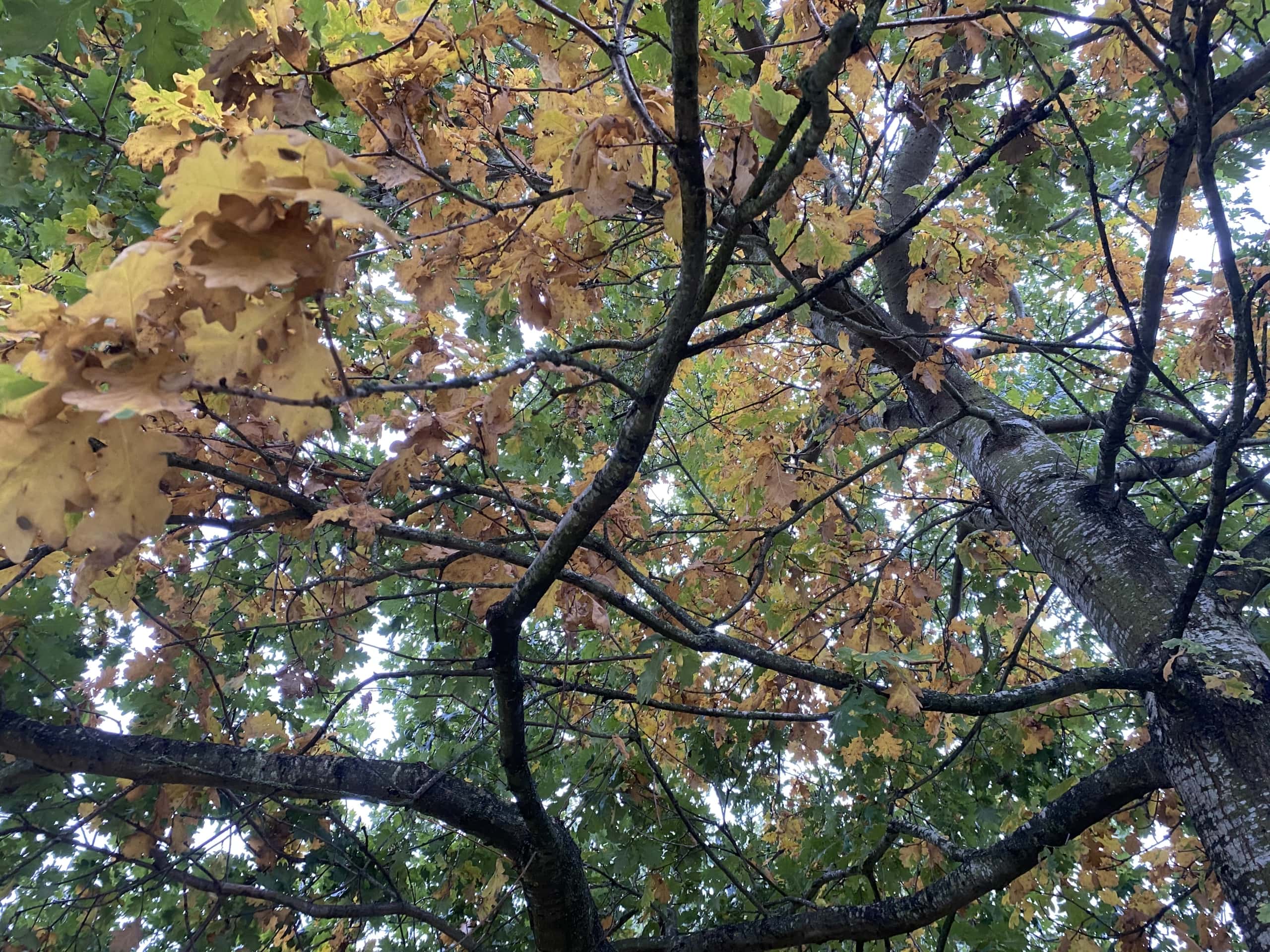 Treeeee Treeeee
