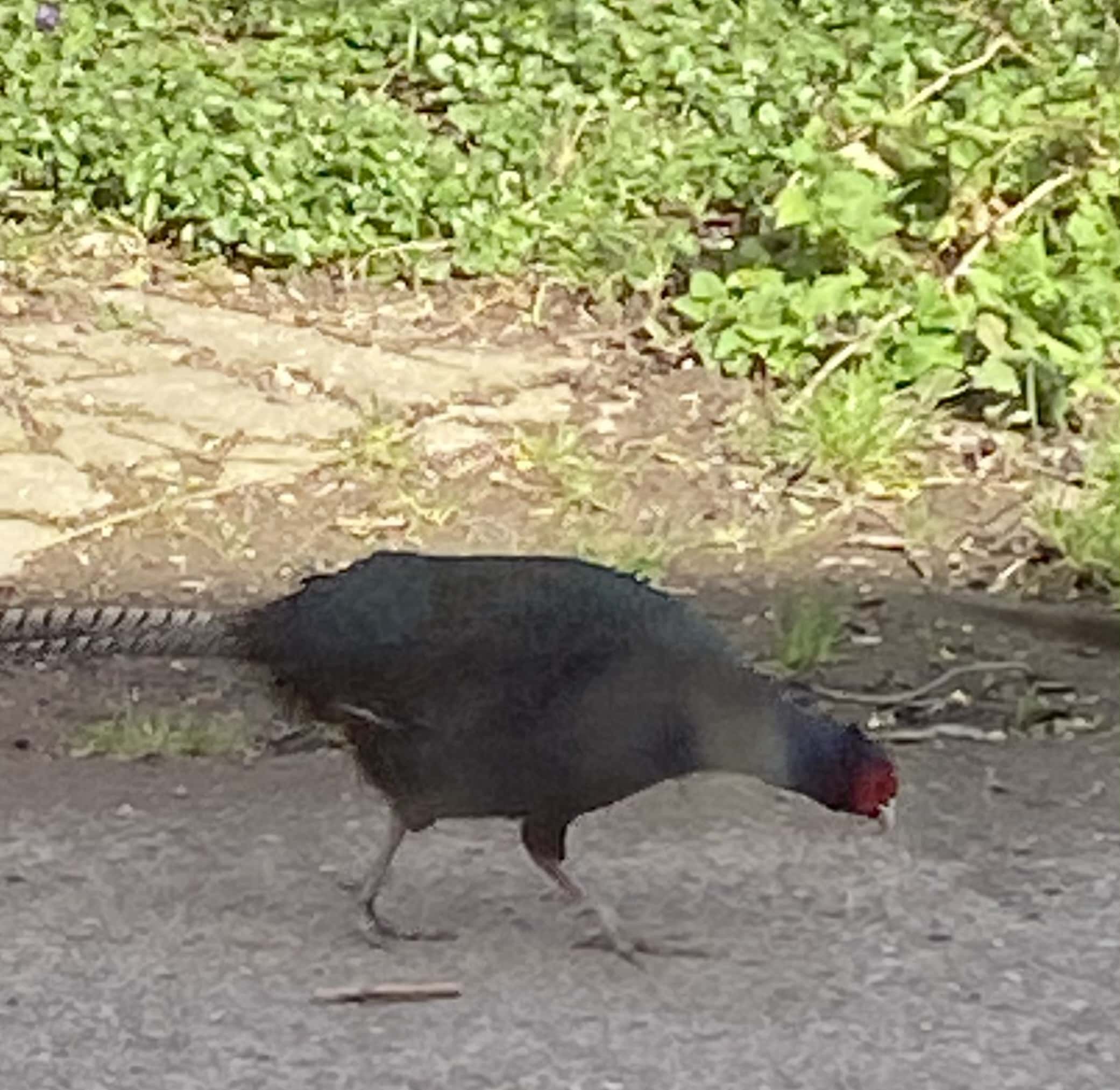 Blck Pheasant Blck Pheasant