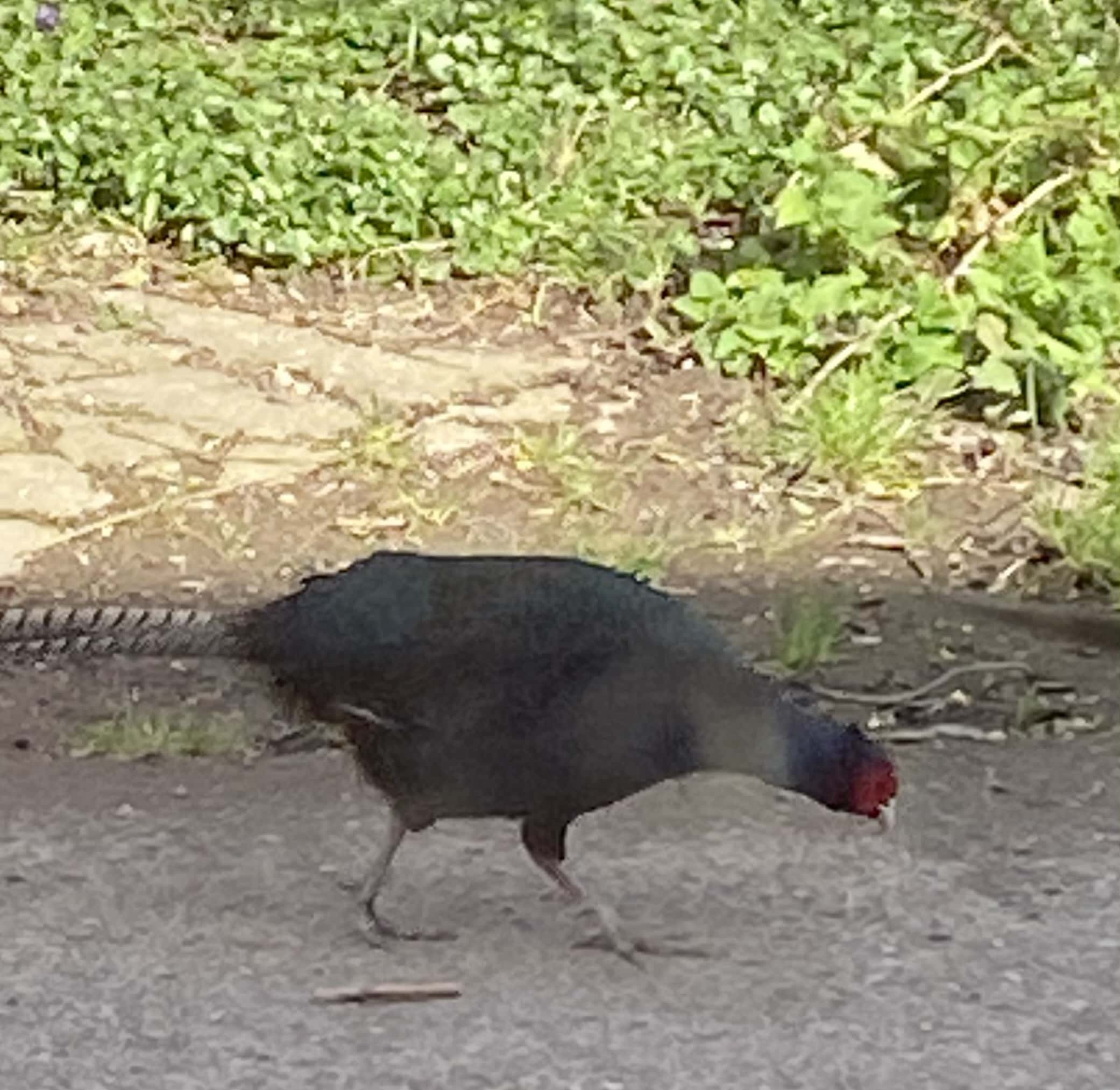 Blck Pheasant