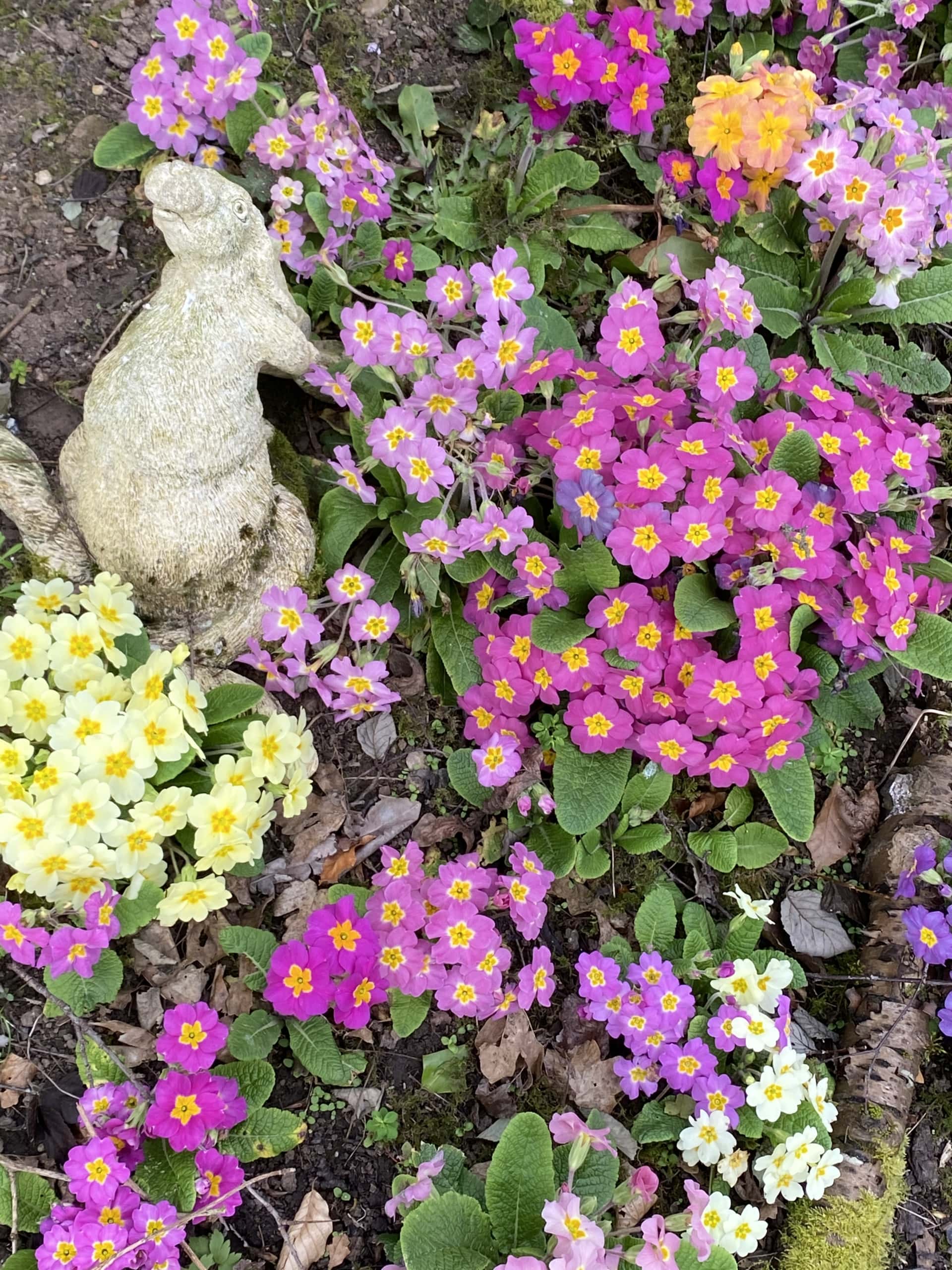 Primrose Multi2 Primrose Multi2