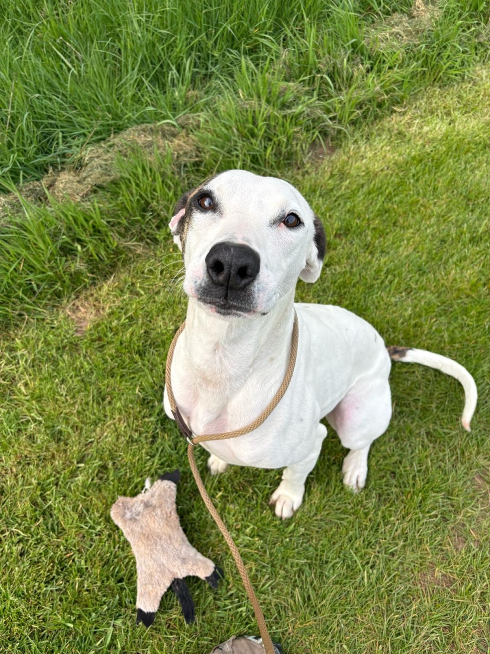 Billy - Pointer X, 3 Yrs, a 3 years old unknown Pointer available for adoption from Danemere Kennels in Tibberton, West Midlands