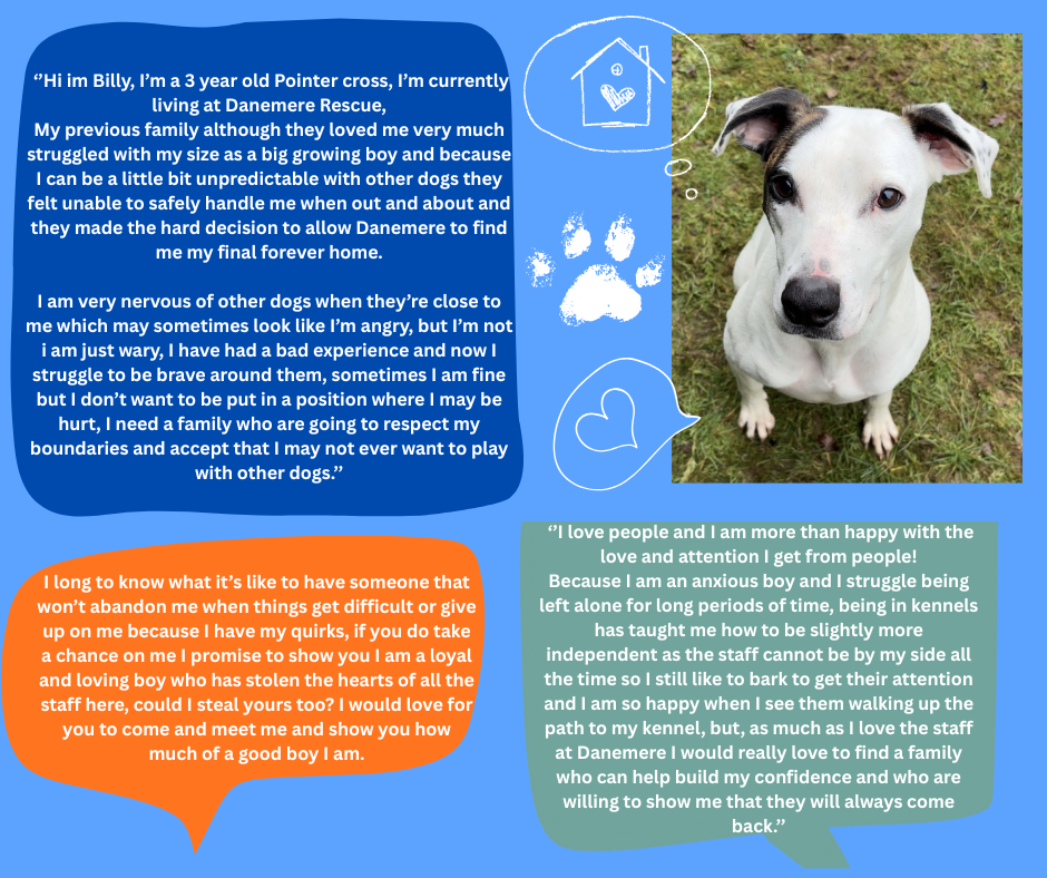 Hi Im Billy, I’m A 2 Year Old Pointer Cross, I’m Currently Living At Danemere Rescue After Being Returned Twice By My Previous Owner, My Previous Family Although They Love