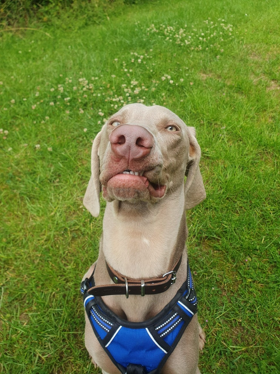 Alfie, a 1 month old male Unknown available for adoption from Danemere Kennels in West Midlands