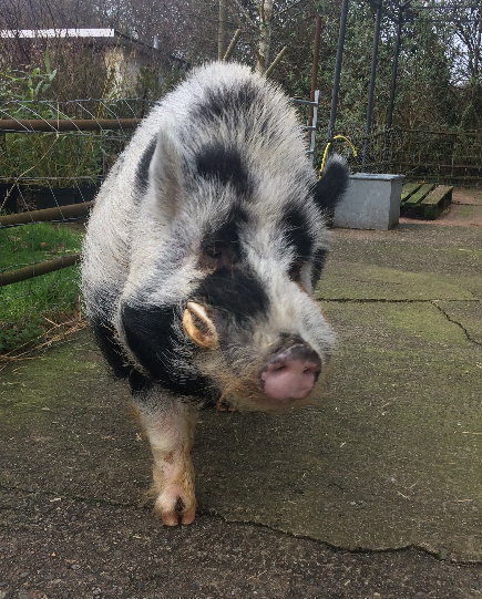 Billy Bob (2)