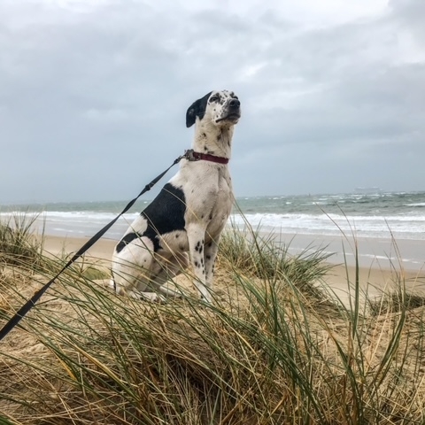 Tilly2 Tilly2